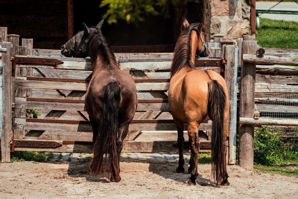 horse buddies 1024x683 1