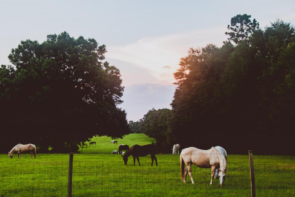 sunlight over grazing horses 1024x684 1